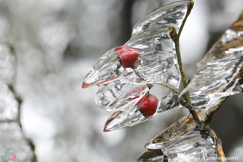 Hình ảnh macro tuyệt đẹp về băng giá Sa Pa
